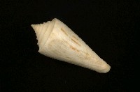 藏品(西寶芋螺)的圖片